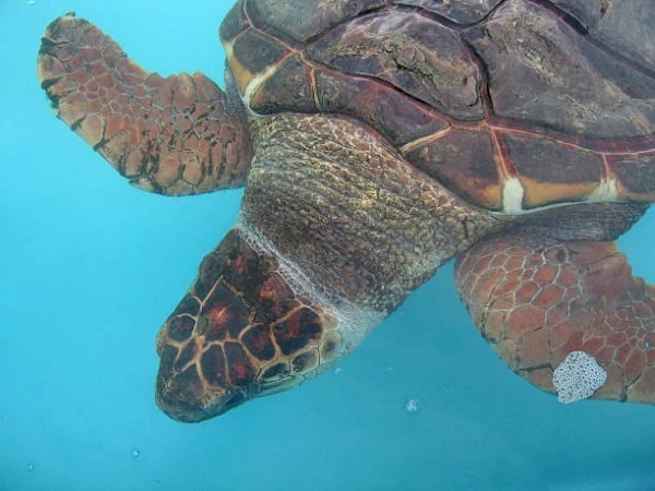 Turtles