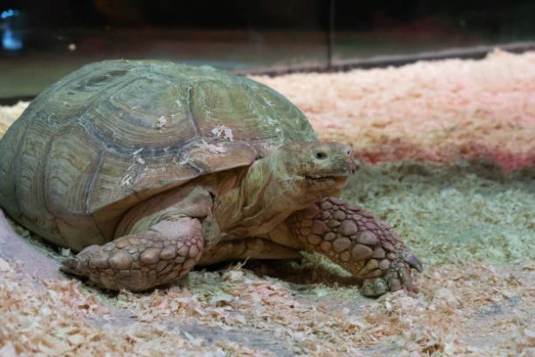 Turtles