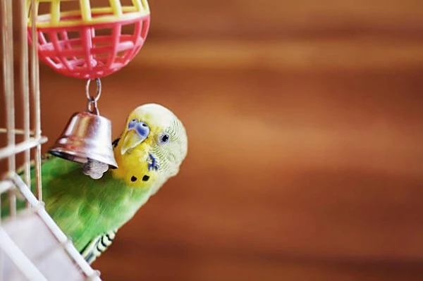 budgerigar