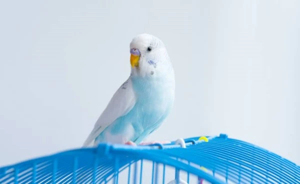 budgerigar