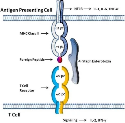 Model of SE interaction with T cell Receptors and class II MHC Molecules
