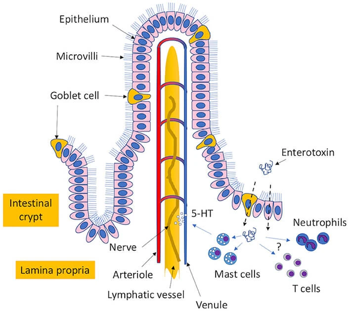 Proposed mechanism of enterotoxin-induced emesis 