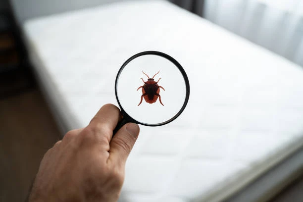 professionnel desinsectisation punaise de lit