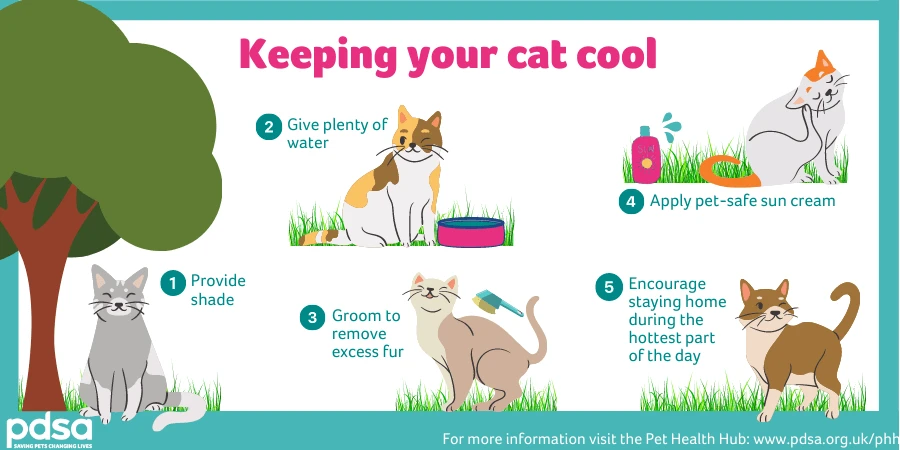Image result for Cool Cat: 5 Ways to Beat the Heat this Summer infographics