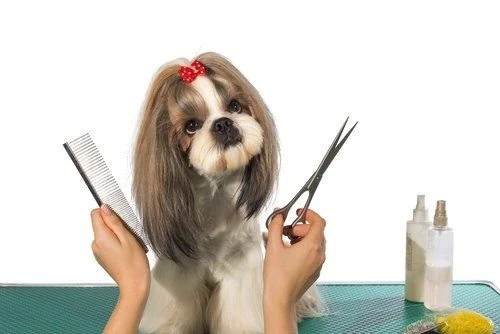 Grooming Practices for Happier Dogs in the Westchase Area - TheOmniBuzz