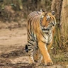 jimcorbett safari
