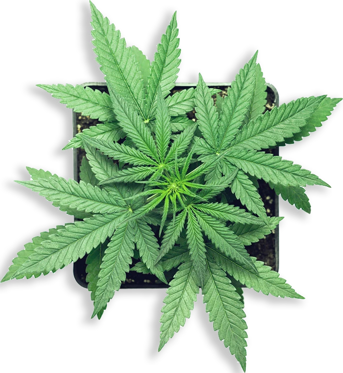 Hemp in India