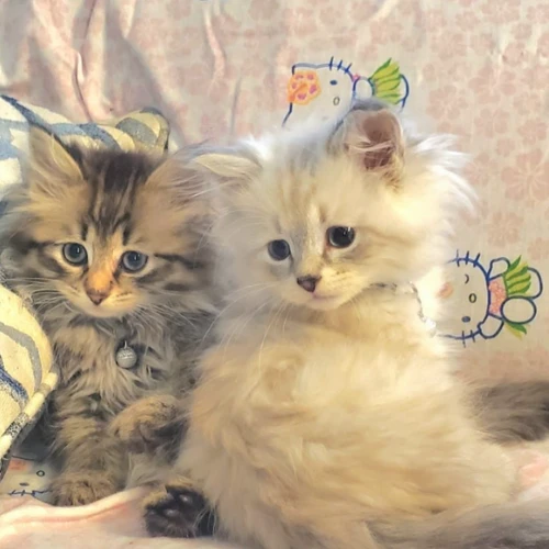 Siberian Legacy Cats