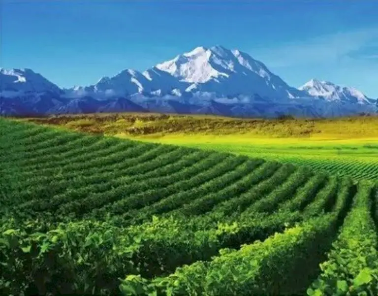 Ningxia, a rising star of world’s wine map