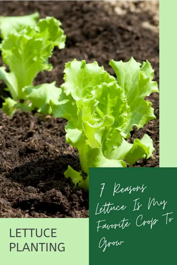 Lettuce Planting: 7 Reasons Lettuce Is My Favorite Crop To Grow