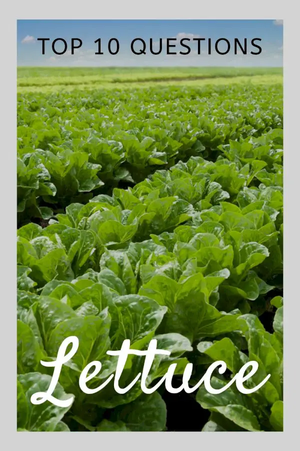 Top 10 Questions About Lettuce