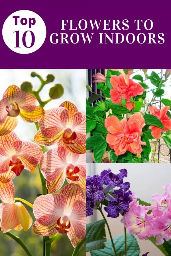 growing-flowers-inside:-top-10-flowers-to-grow-indoors