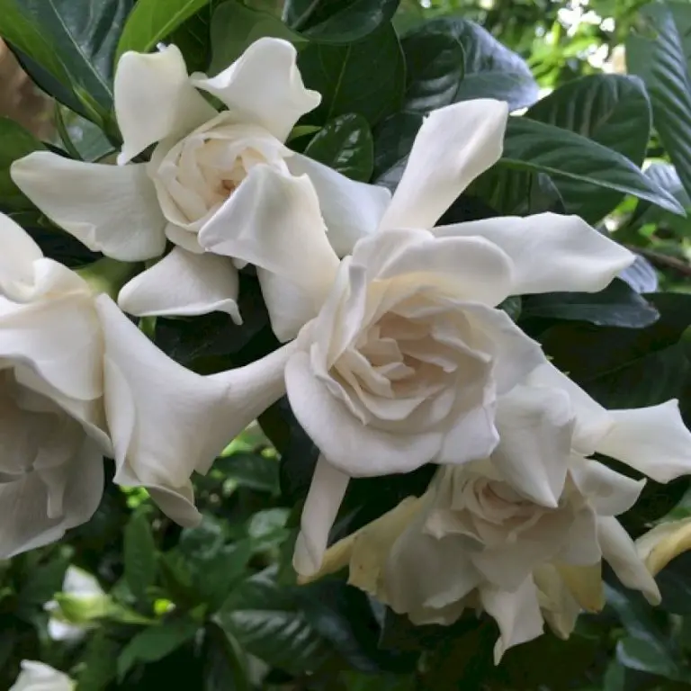 Fragrant Flowers in Florida