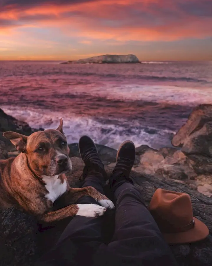 10 traveling pets of Instagram you need to follow