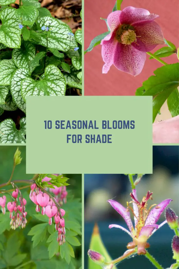 Shade Blooming Plants: 10 Seasonal Blooms For A Flowerbed In Shade