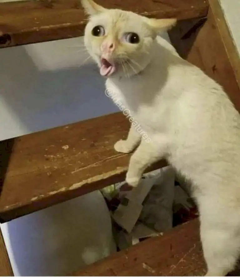 Need cheering up? These coughing cat memes will make your day