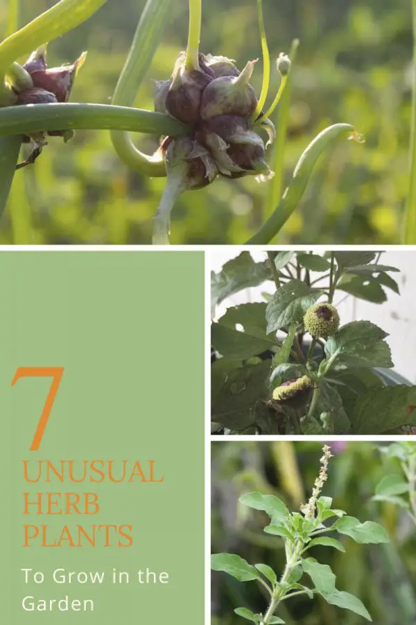 Rare Herbs For Your Garden: 7 Unusual Herb Plants You Should Grow