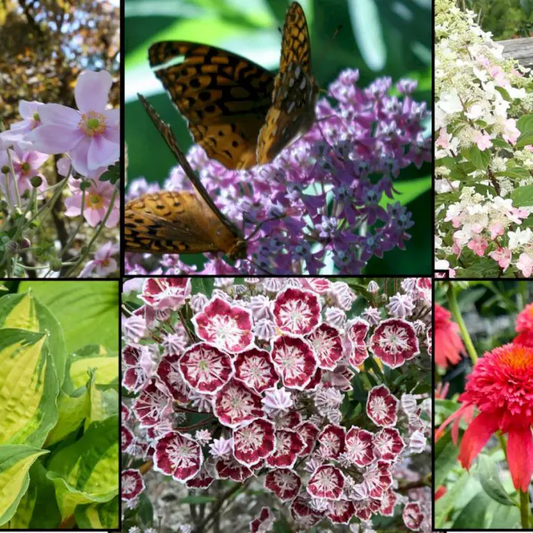 75 Plants to Pique Your Interest