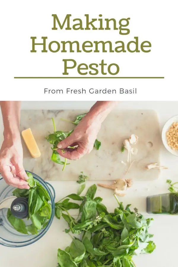 Recipes From The Garden: Making Homemade Pesto From Basil