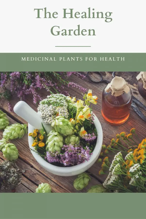 Gardening For Health: Using Medicinal Plants For Healing