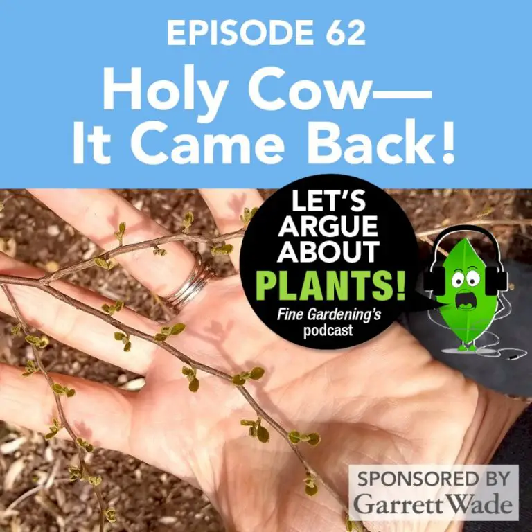 Episde: 62 Holy Cow—It Came Back!