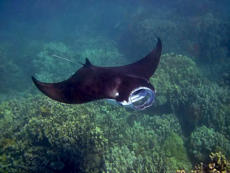 The Best Snorkeling on the Big Island of Hawaii