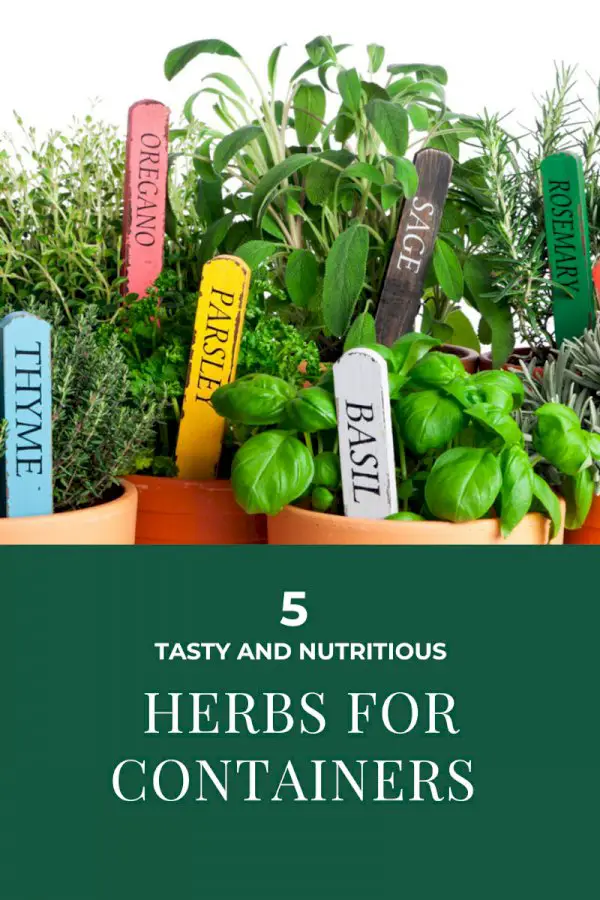 Herbs In Containers: Top 5 Herbs For Container Growing