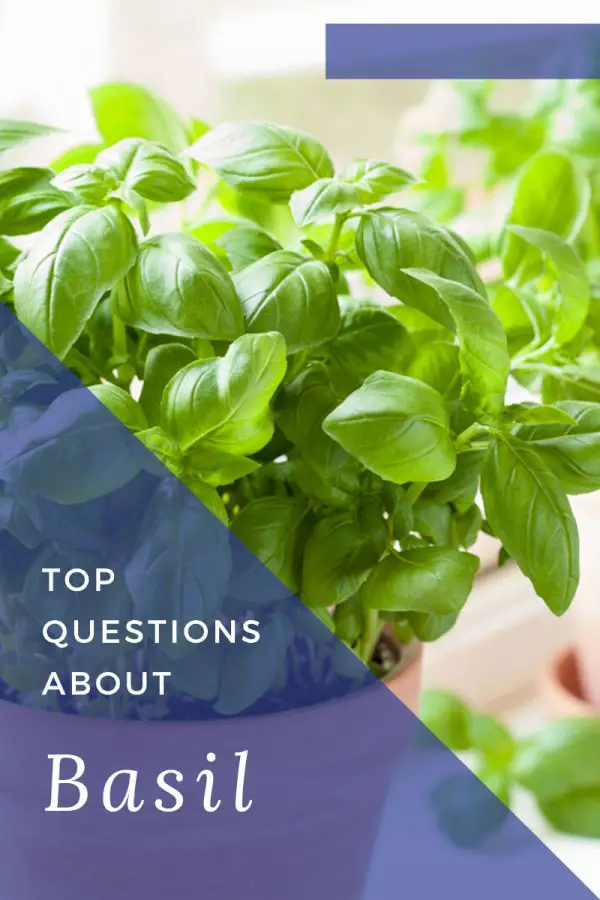 Top 10 Questions About Basil Plants