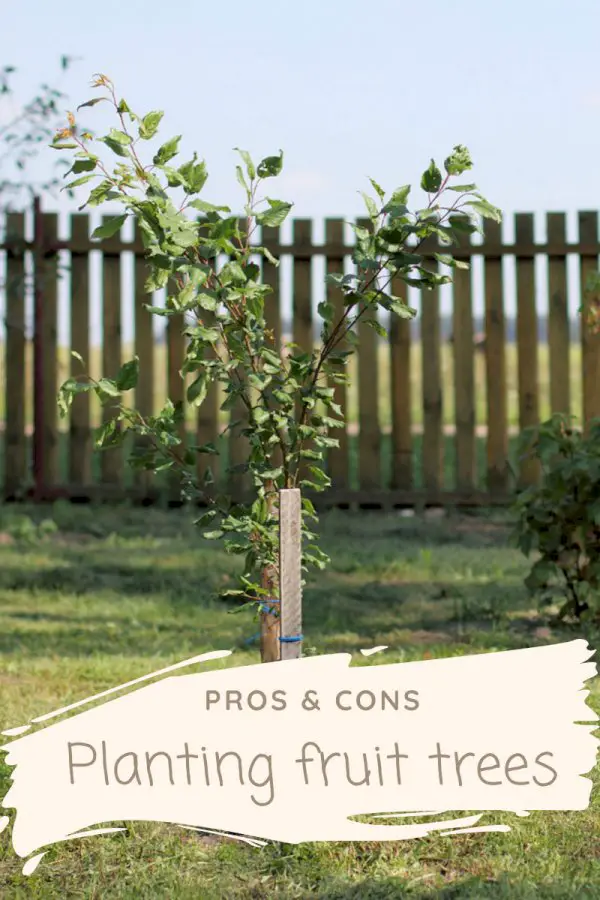 Pros And Cons To Fruit Tree Growing At Home