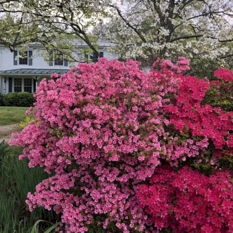 Virginia Garden Full of Azaleas