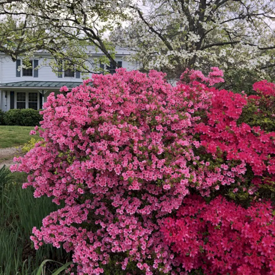 virginia-garden-full-of-azaleas