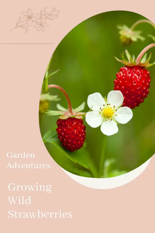 Strawberry Patch Reminiscence: My Adventure Growing Wild Strawberries