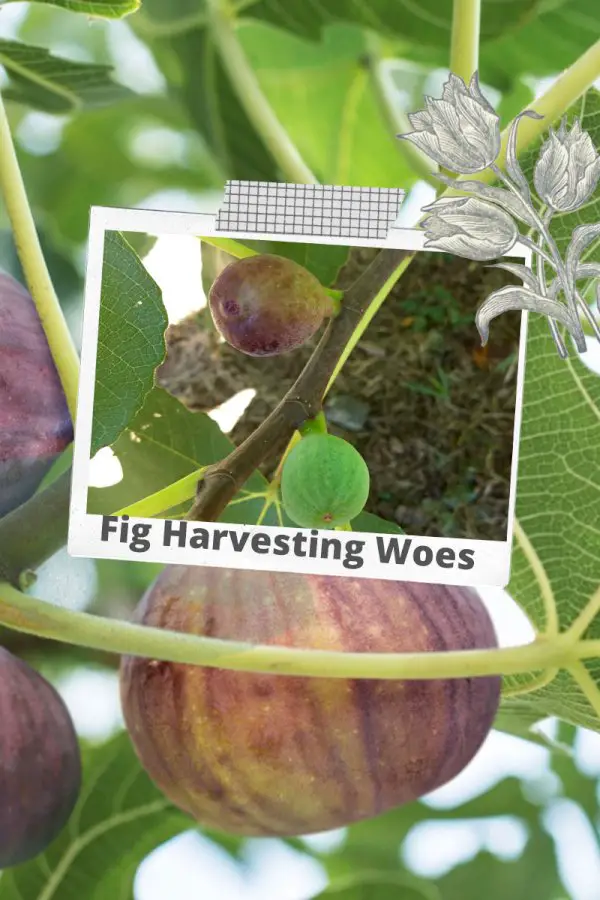 Fig Harvest Woes: What I Learned About Growing Figs