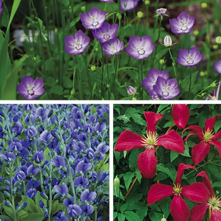 Plant Trial Results: The Best of the Best Plants for Every Garden