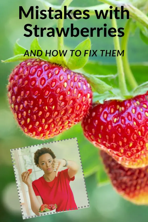 Strawberry Problems: Are You Making These 5 Mistakes With Strawberries