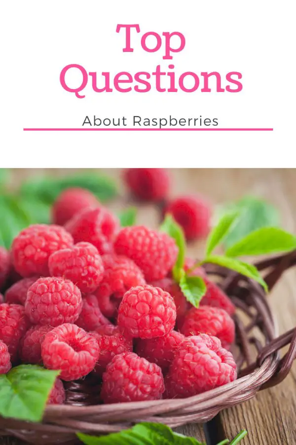 Top 10 Questions About Raspberries