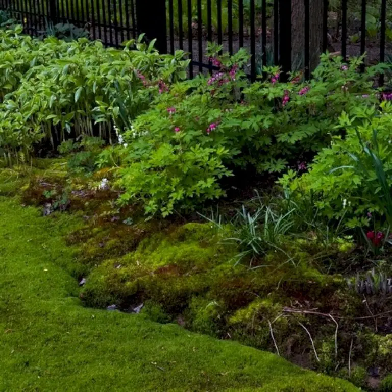 Stephanie’s Moss Garden