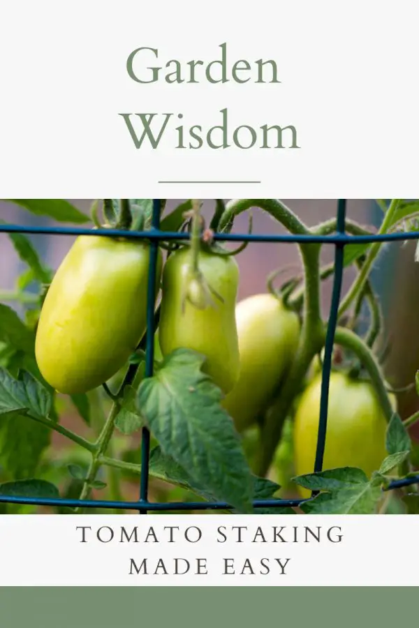 Passing On Garden Wisdom: Tomato Staking Made Easy