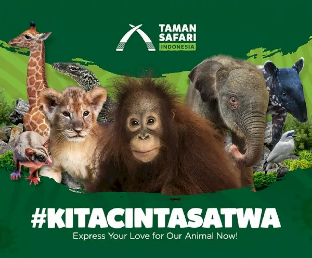 #kitacintasatwa,-taman-safari-indonesia-invites-people-to-help-animals