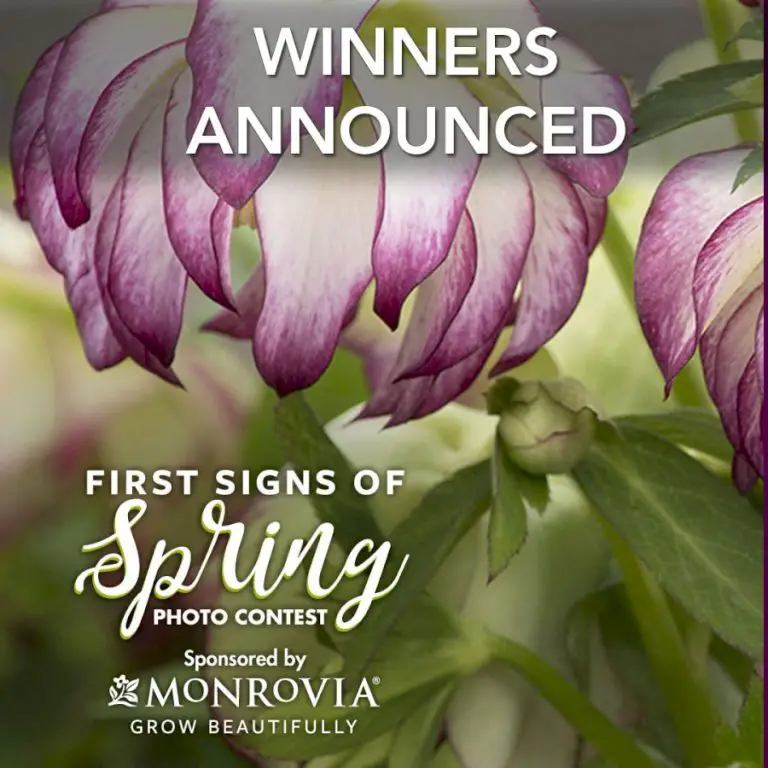 First Signs of Spring 2020 Photo Contest Winner