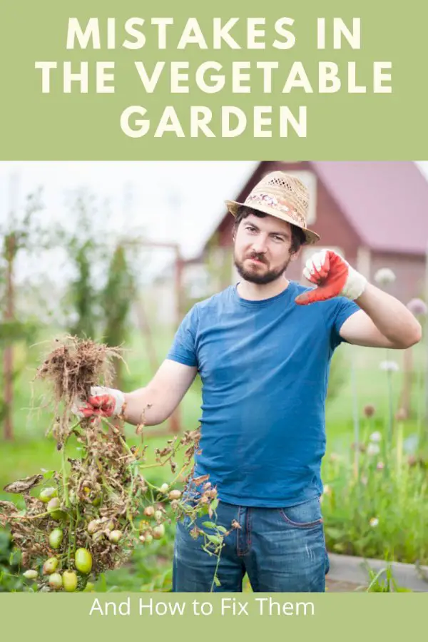 Problems with Vegetables – 10 Mistakes In The Vegetable Garden