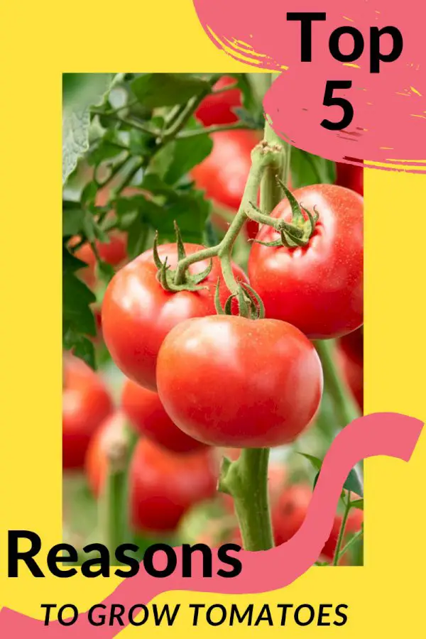 Growing Tomatoes Is The Best – 5 Reasons To Grow Tomato Plants