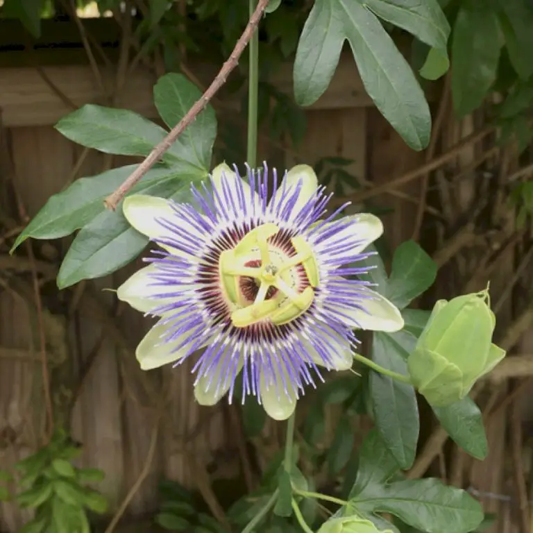 Margaret’s North Carolina Garden