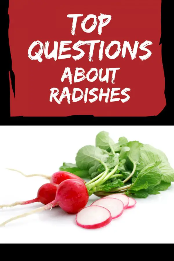 Top 10 Questions About Radish Plants