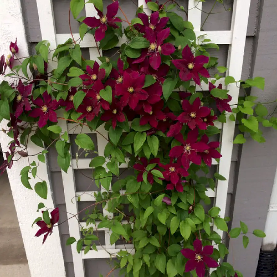 going-a-little-crazy-with-clematis