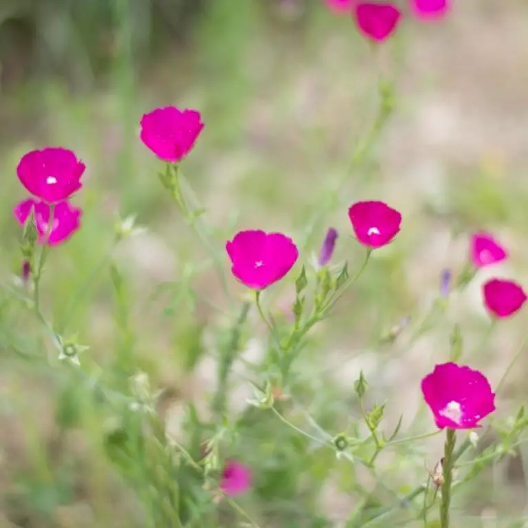 Flowers of a Texas Nature Center