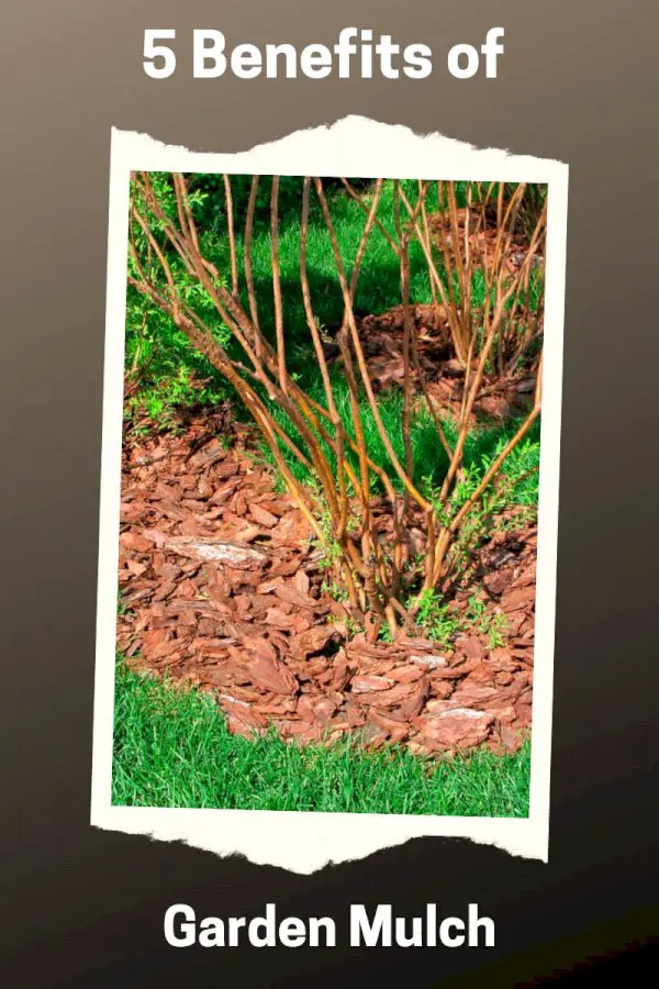 5 Benefits To Using Garden Mulch