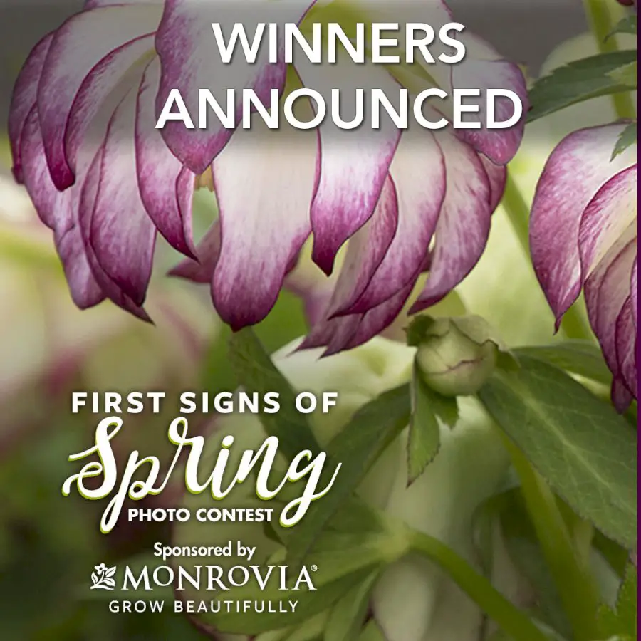 first-signs-of-spring-2020-photo-contest-winners