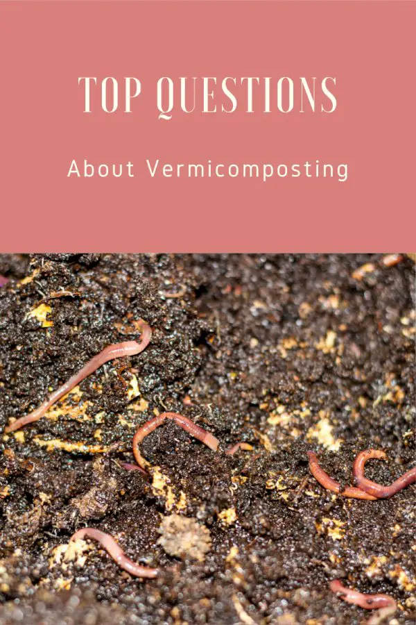 Top 10 Questions About Vermiculture