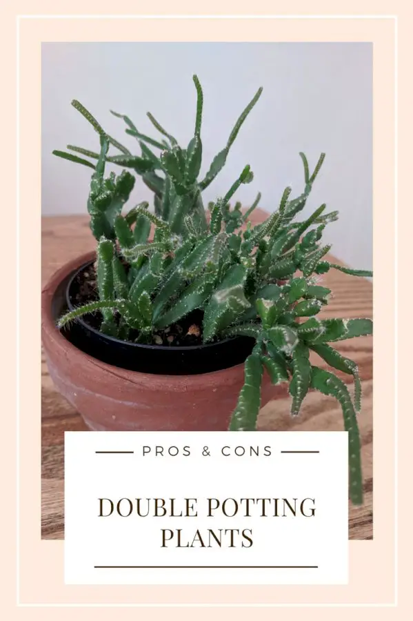 gardening-in-containers-–-double-potting-pros-and-cons
